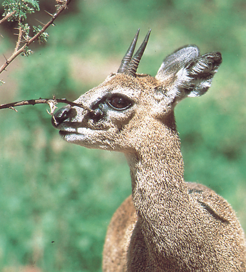 Male antelope marks his territory