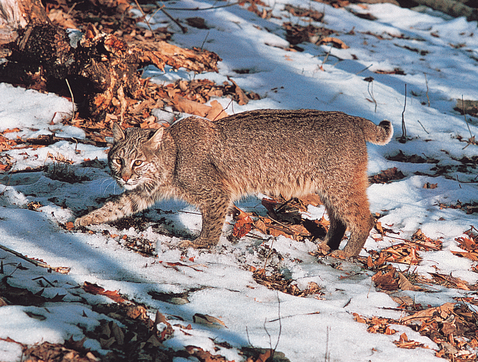 Bobcat