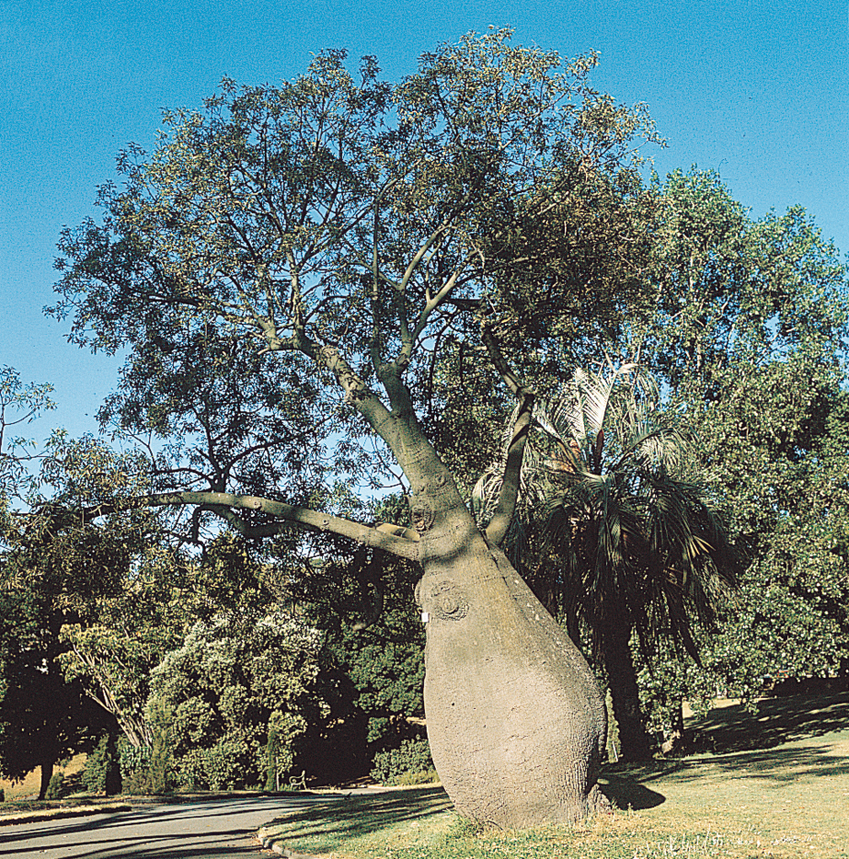 Bottle tree