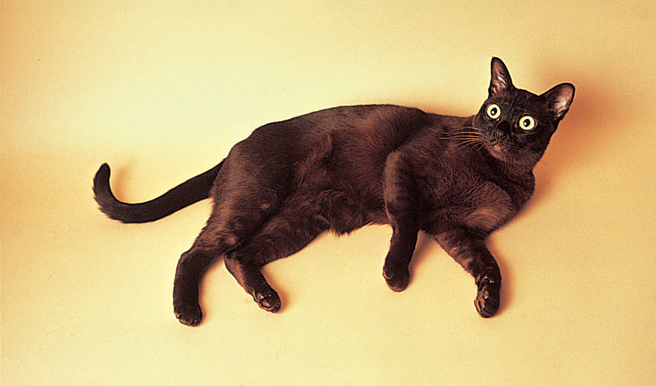 Burmese cat