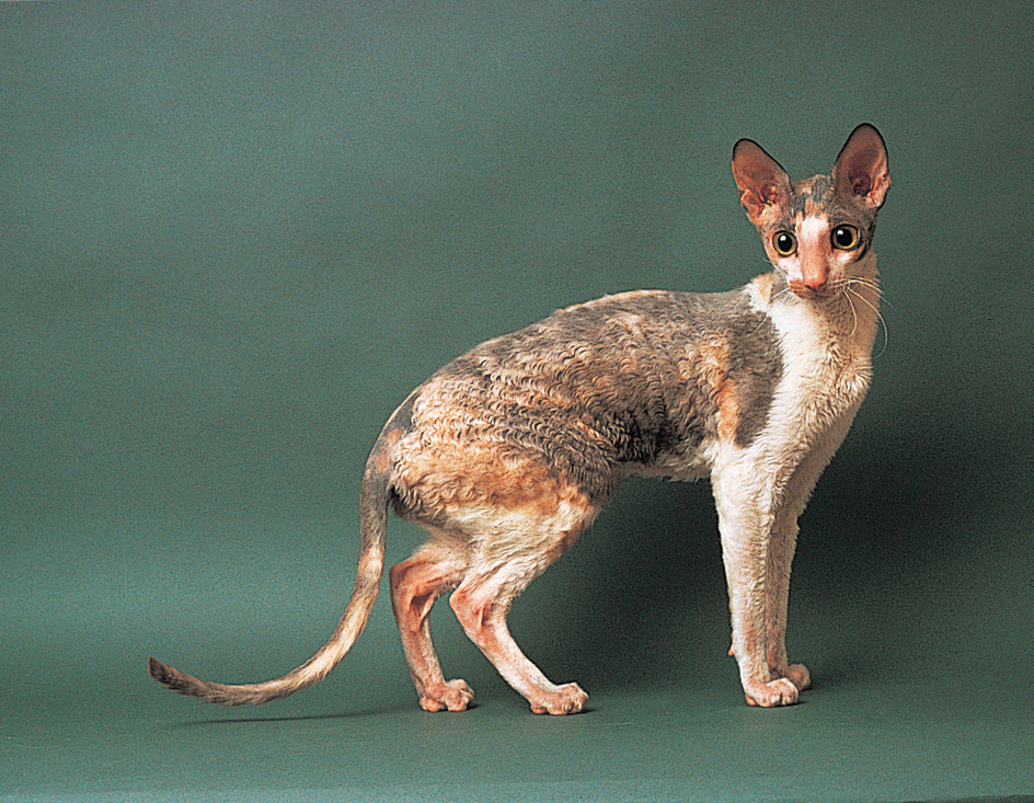 Devon rex cat