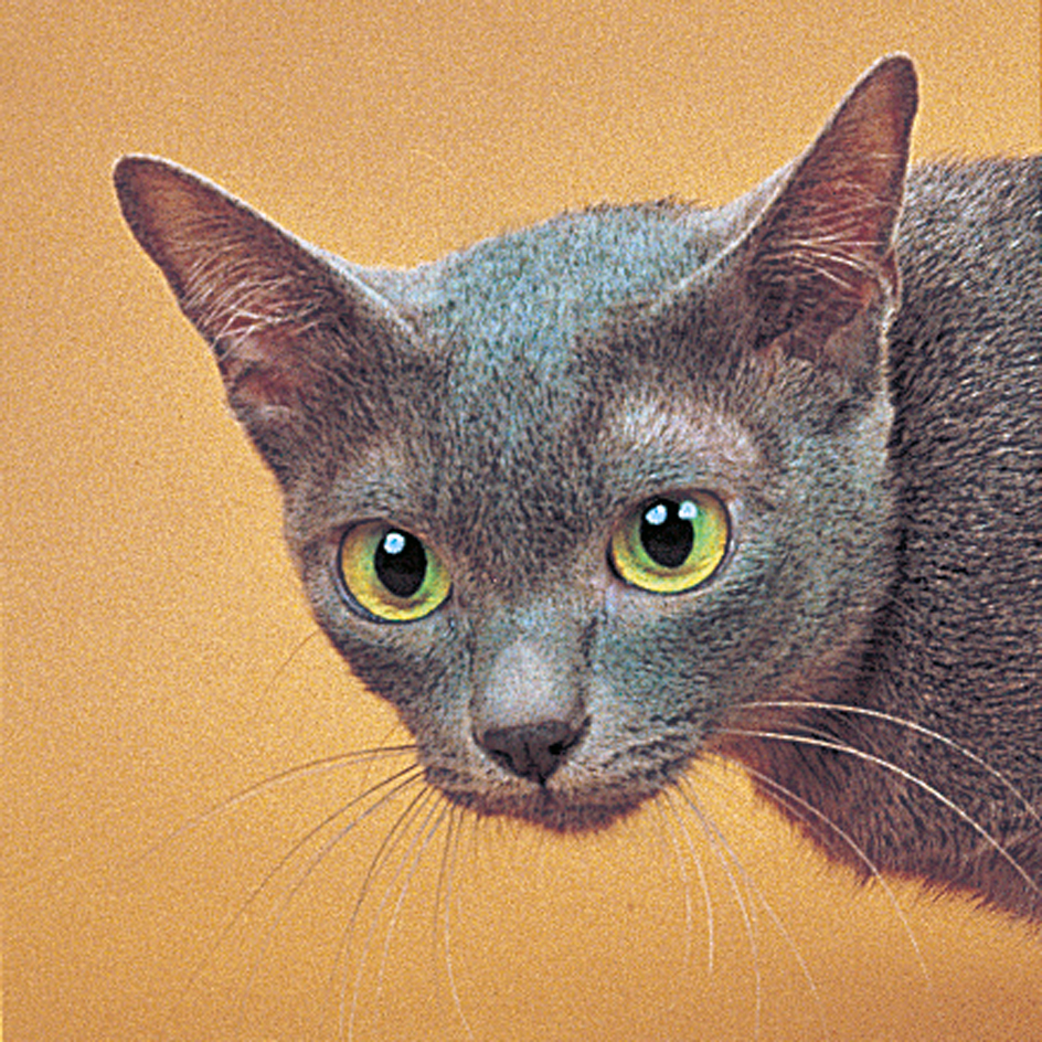 Korat cat