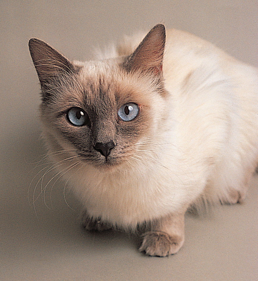 Balinese cat