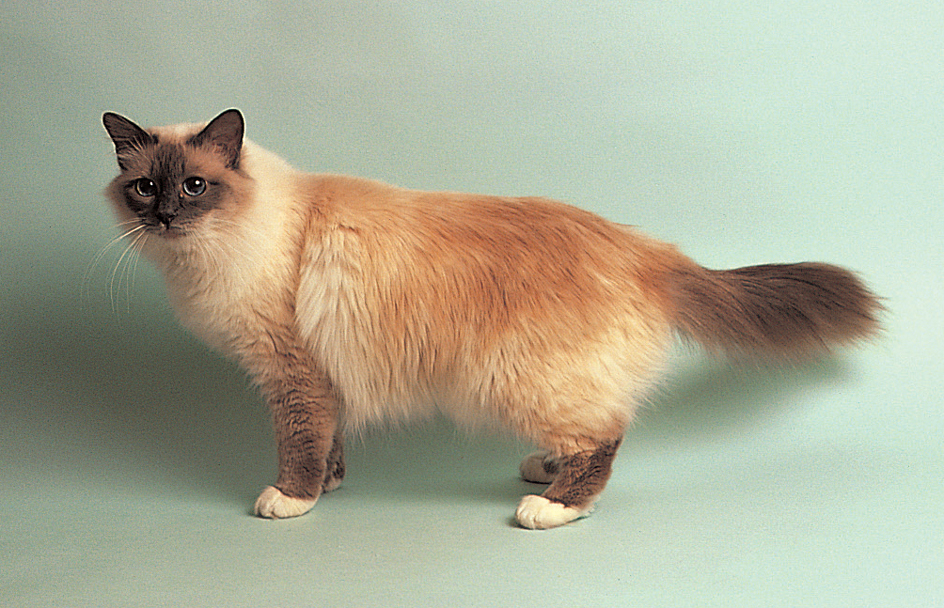 Birman cat