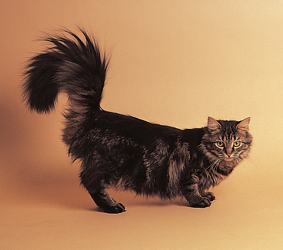 Maine coon