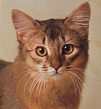 Somali cat