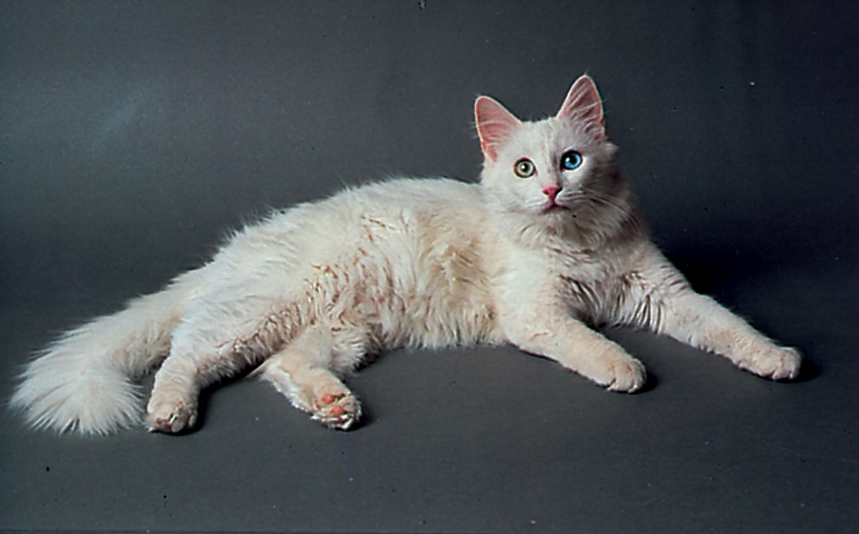 Turkish Angora cat