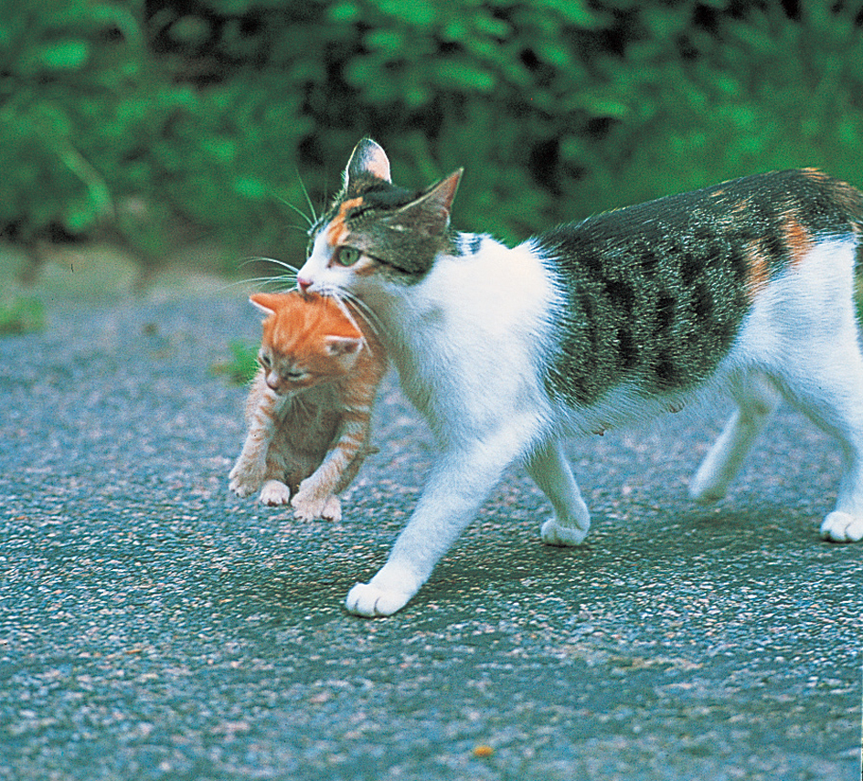 Mother cat carries a kitten