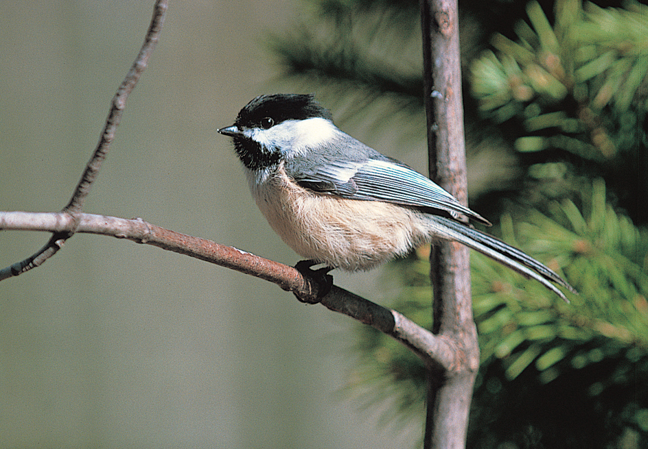 Black-capped chickadee