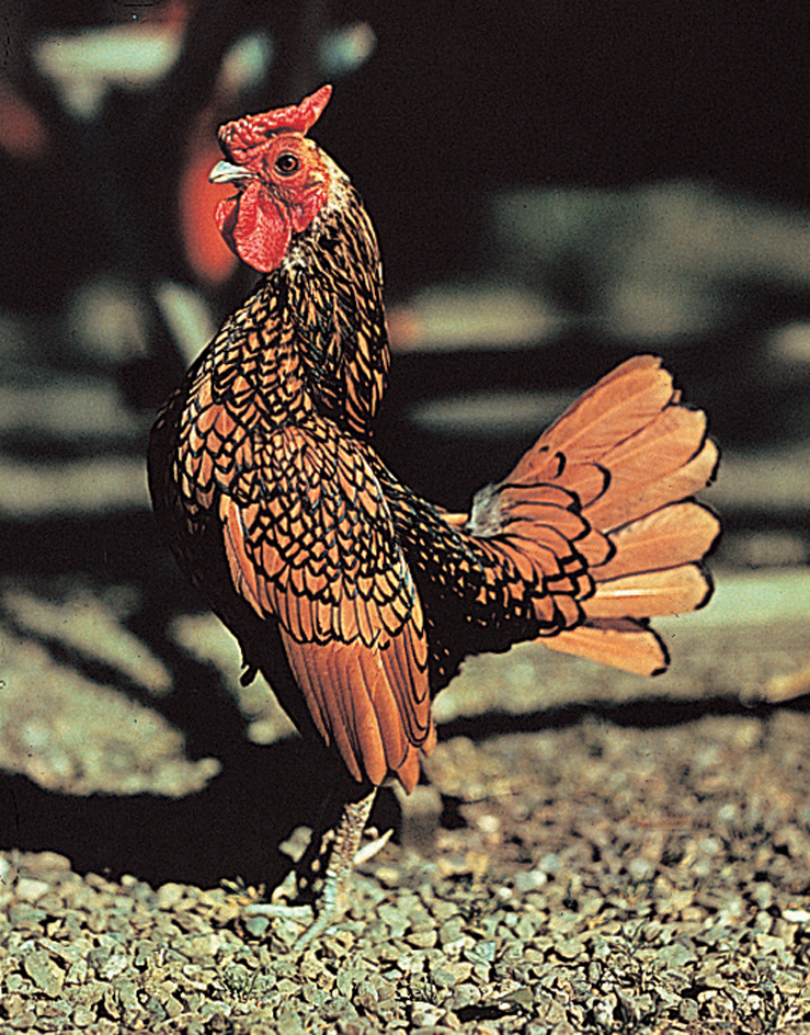 Golden Sebright bantam rooster