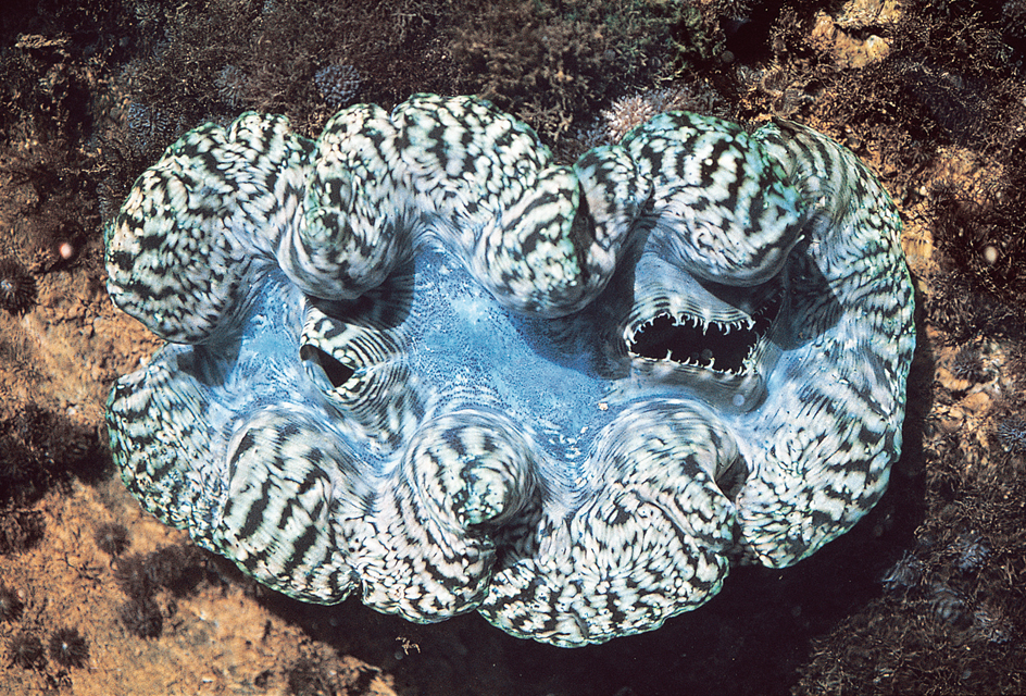 Giant clam