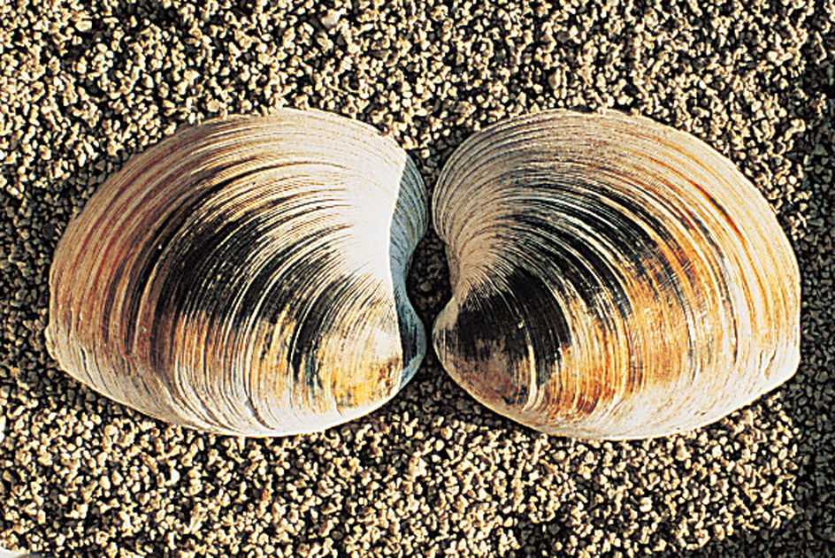 Hard-shell clams