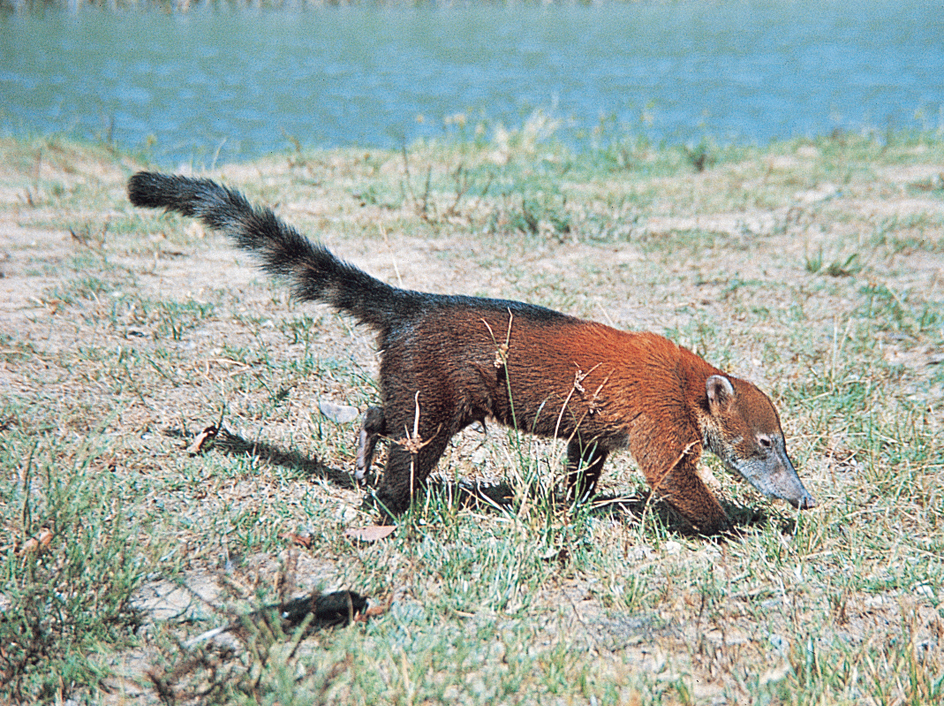 Coati