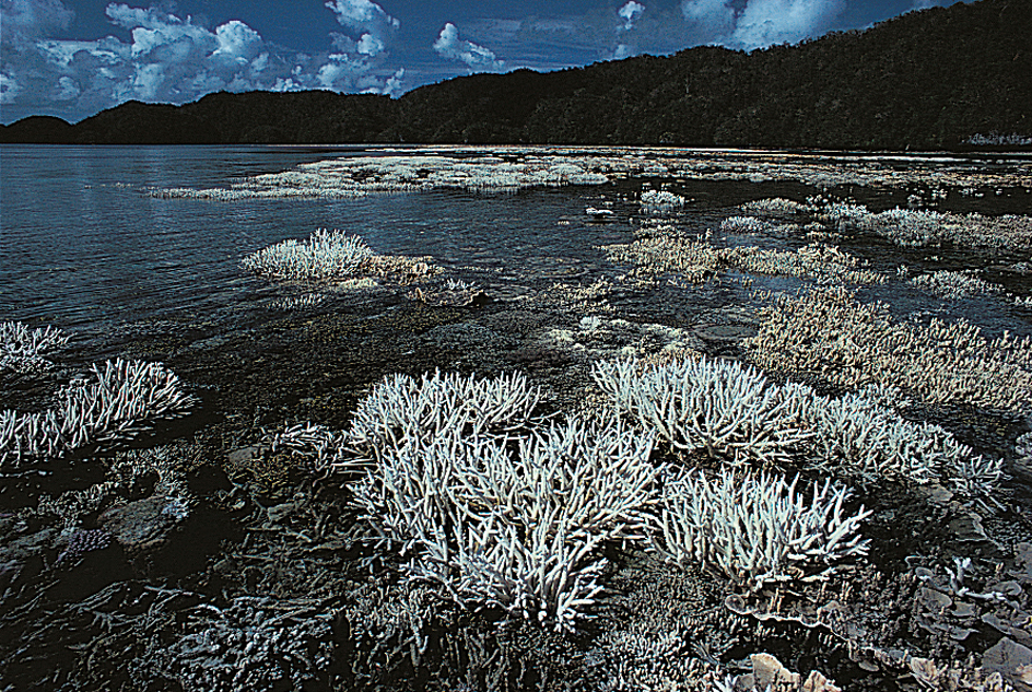 Reef-building corals