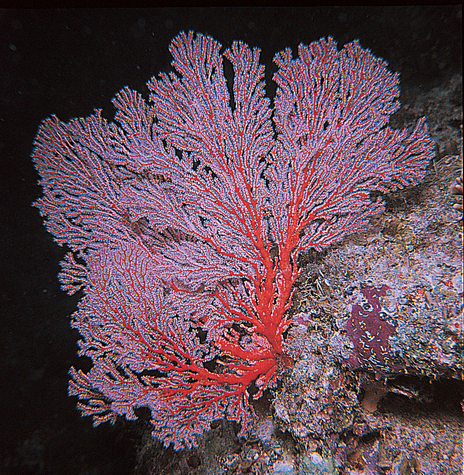 Sea fan