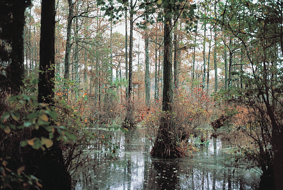 Cypress swamp in Delaware