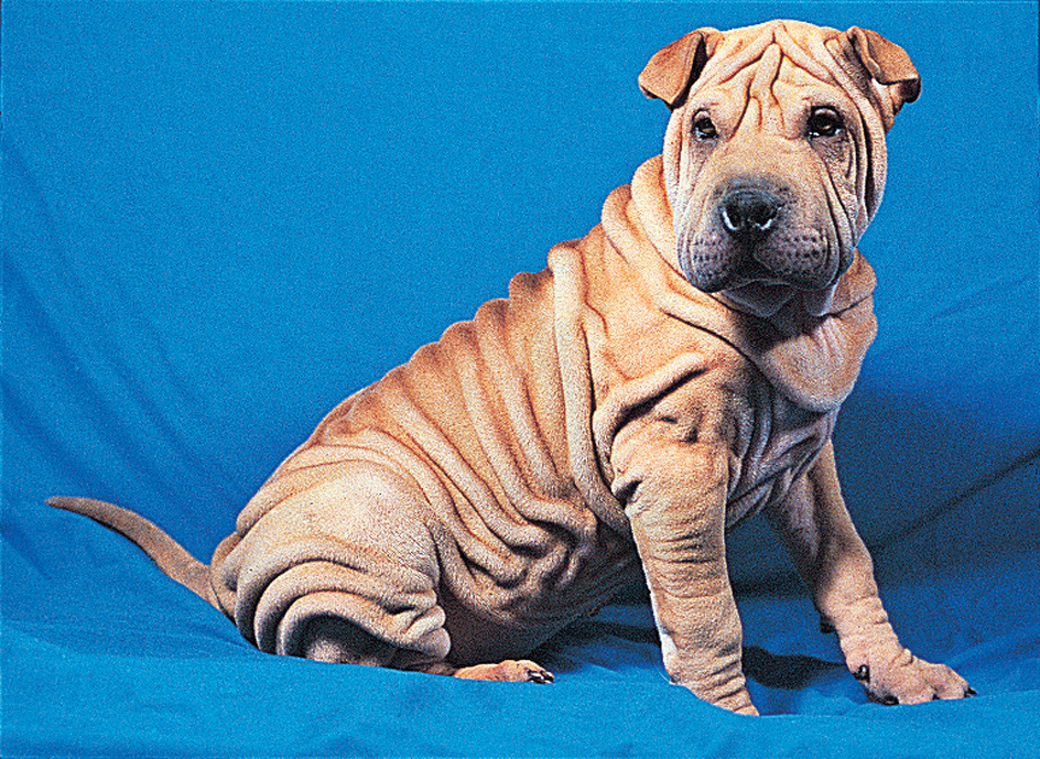 Chinese shar-pei puppy