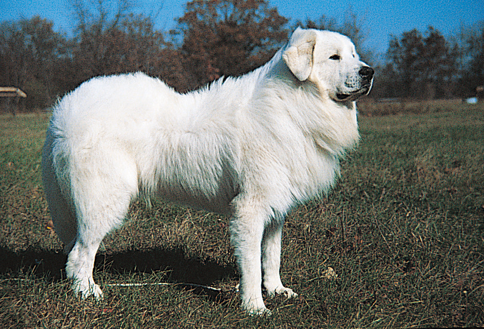 Great Pyrenees