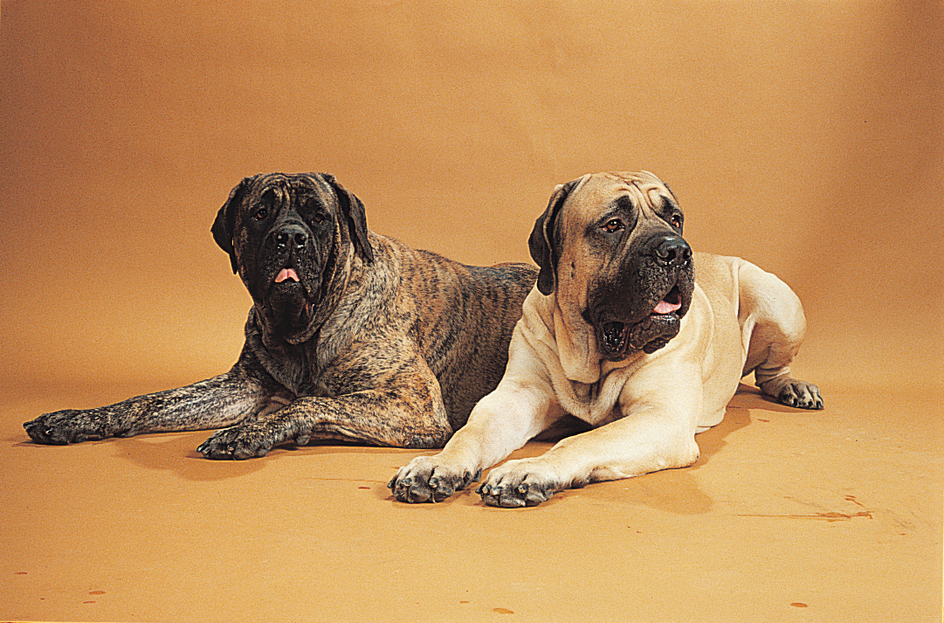 Mastiff