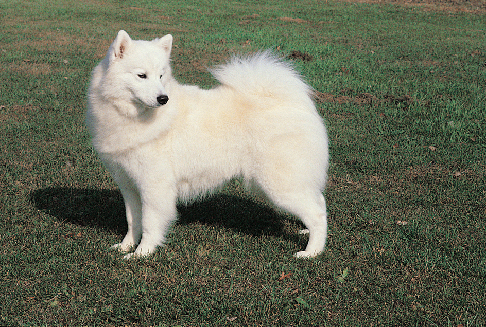 Samoyed