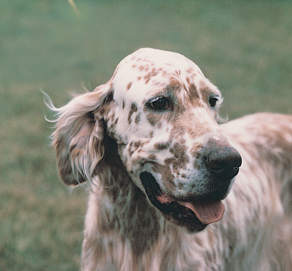 English setter