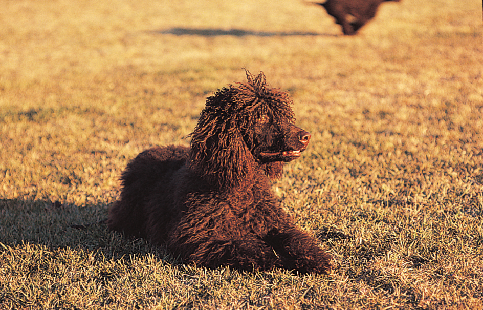 Irish water spaniel