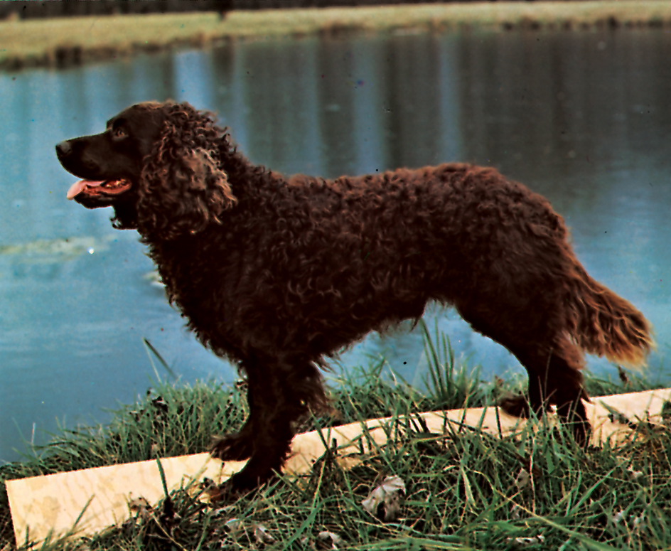 American water spaniel