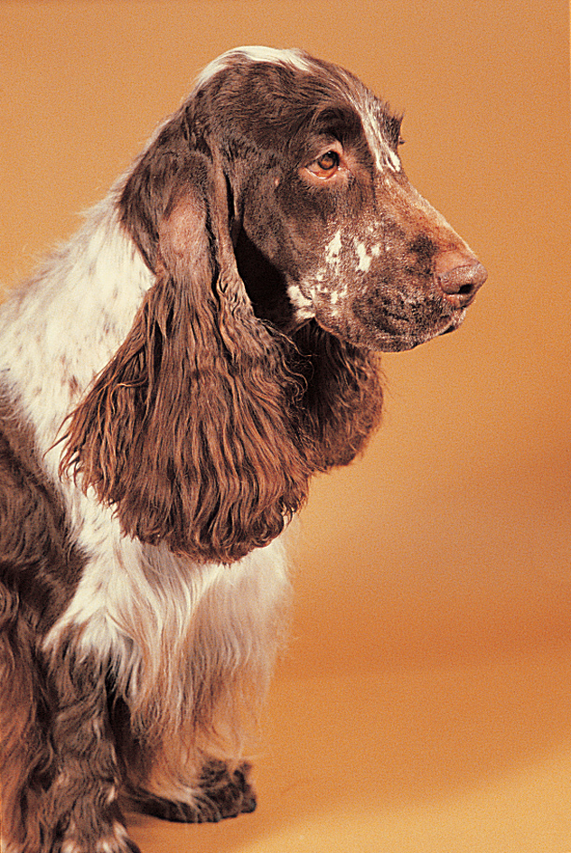 English cocker spaniel