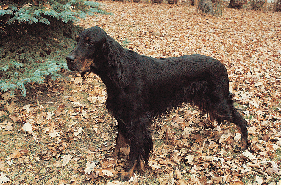 Gordon setter