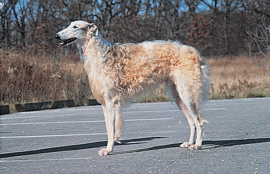 Borzoi