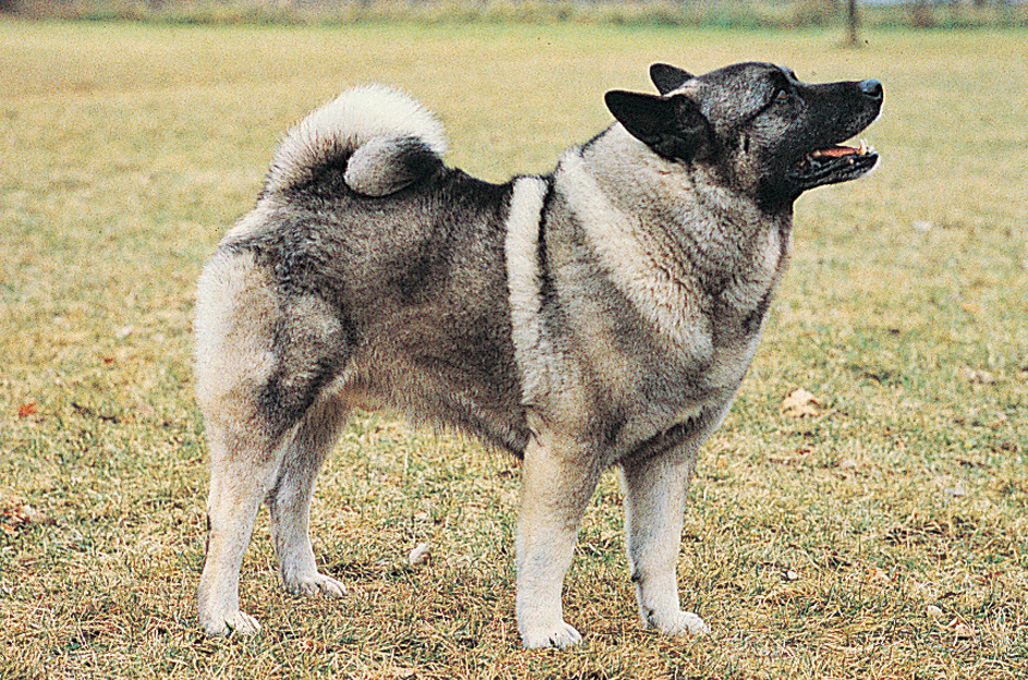 Norwegian elkhound