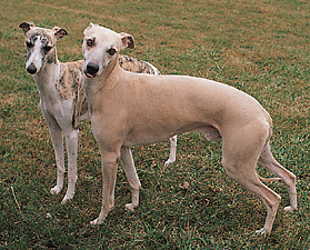 Whippet