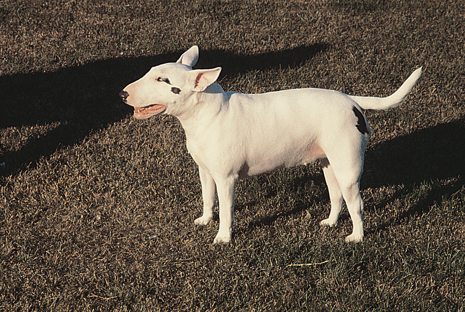 Bull terrier