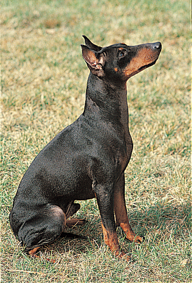 Manchester terrier