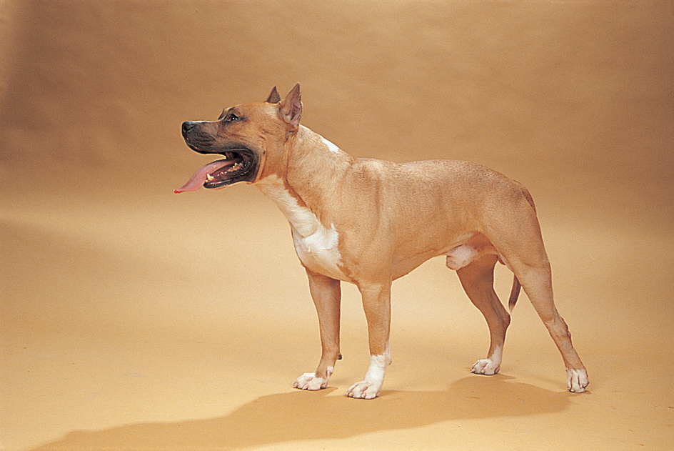 American Staffordshire terrier