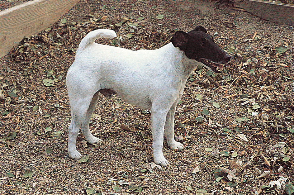 Smooth fox terrier