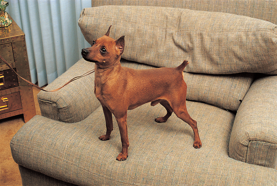 Miniature pinscher