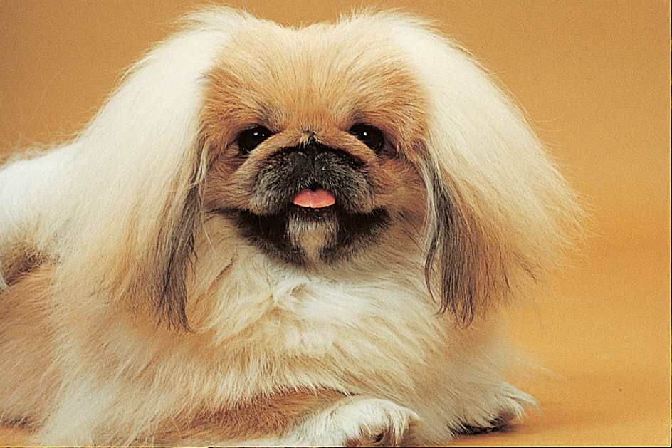 Pekingese