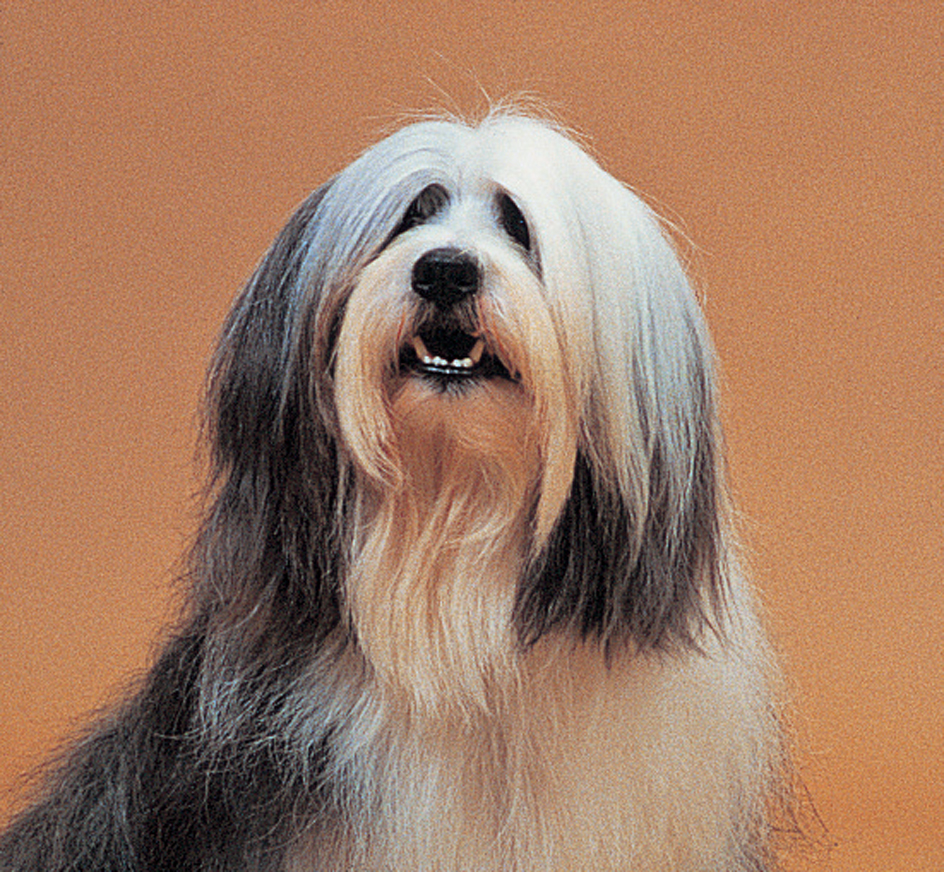 Tibetan terrier