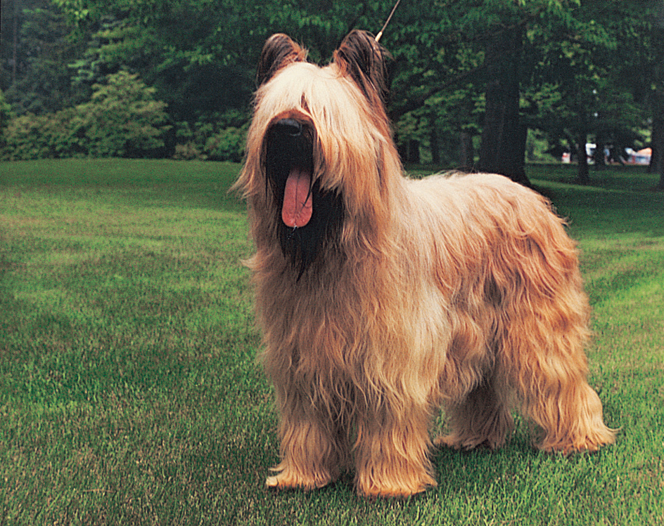 Briard