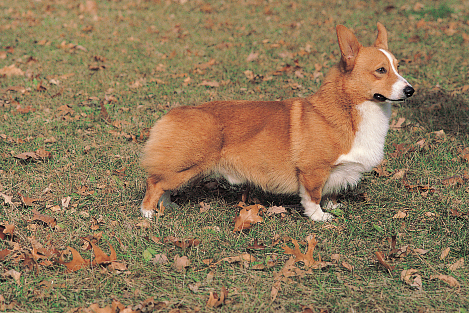 Pembroke Welsh corgi