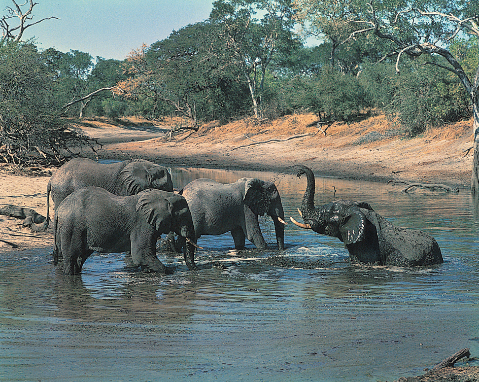 Elephants cool off