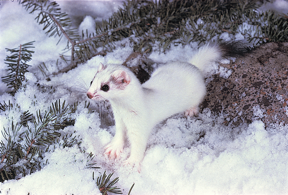 Ermine