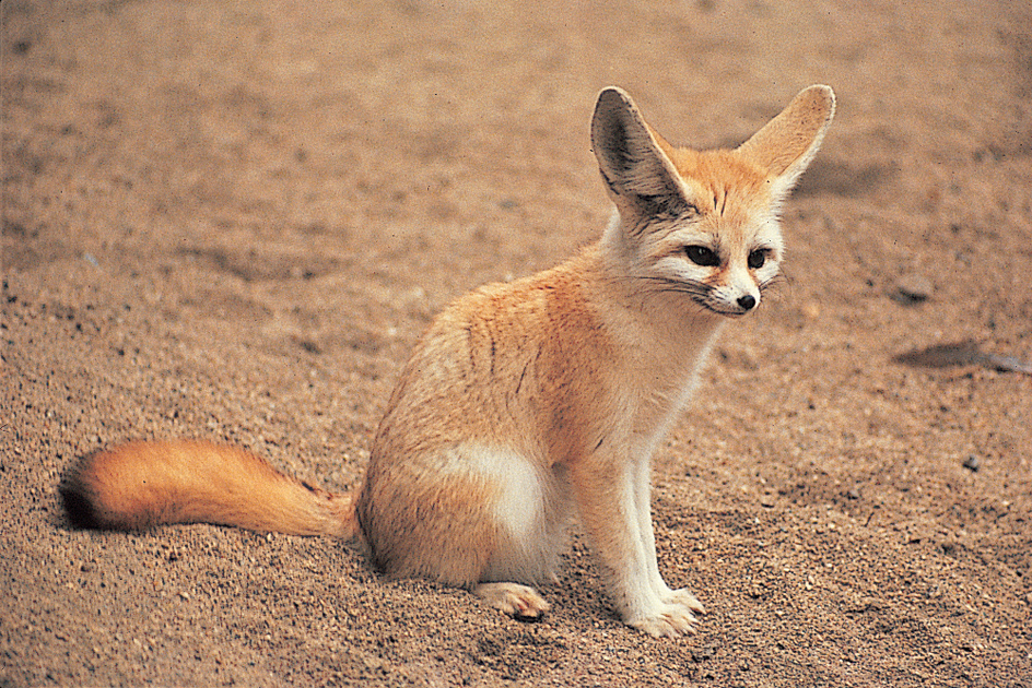 Fennec