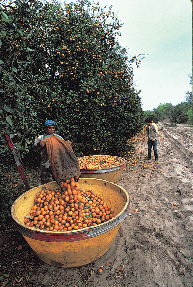 Workers harvest oranges