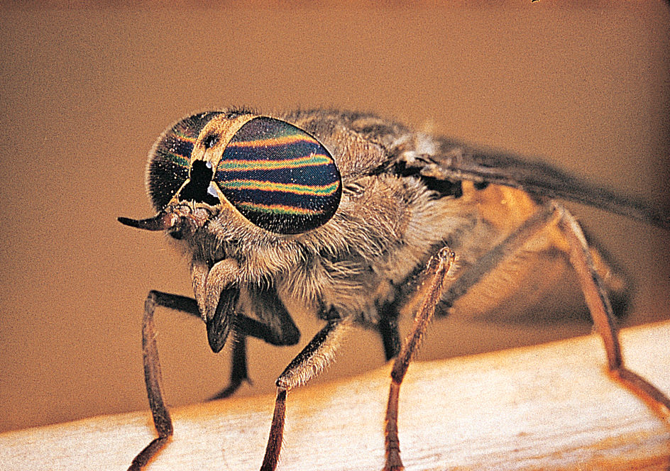 Horse fly's eyes