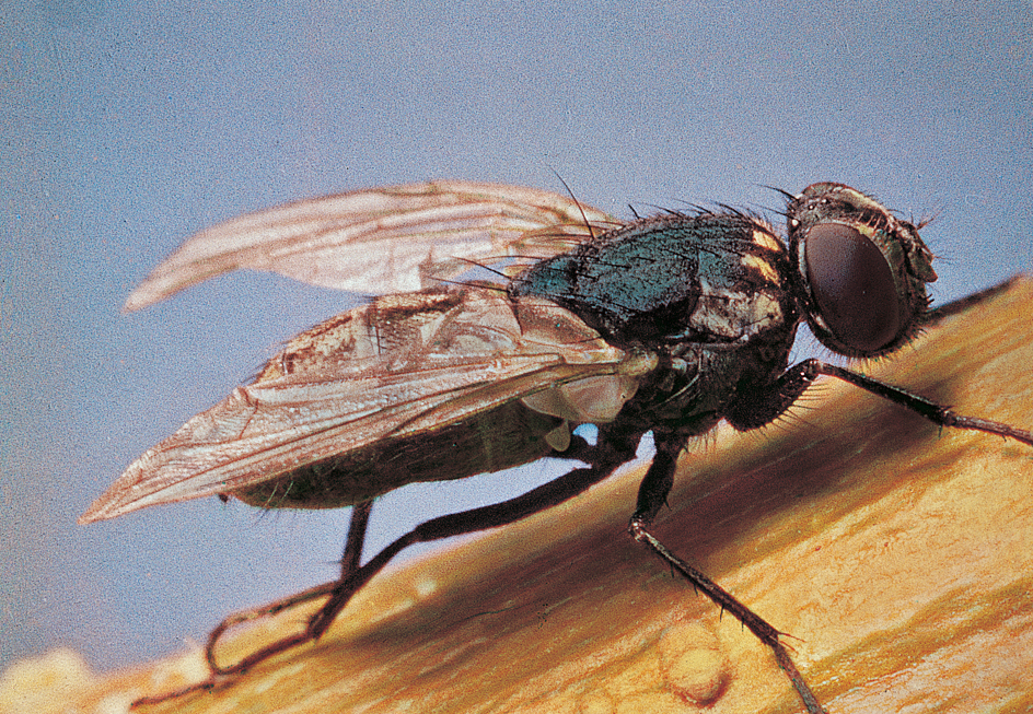 House fly on a crust of bread