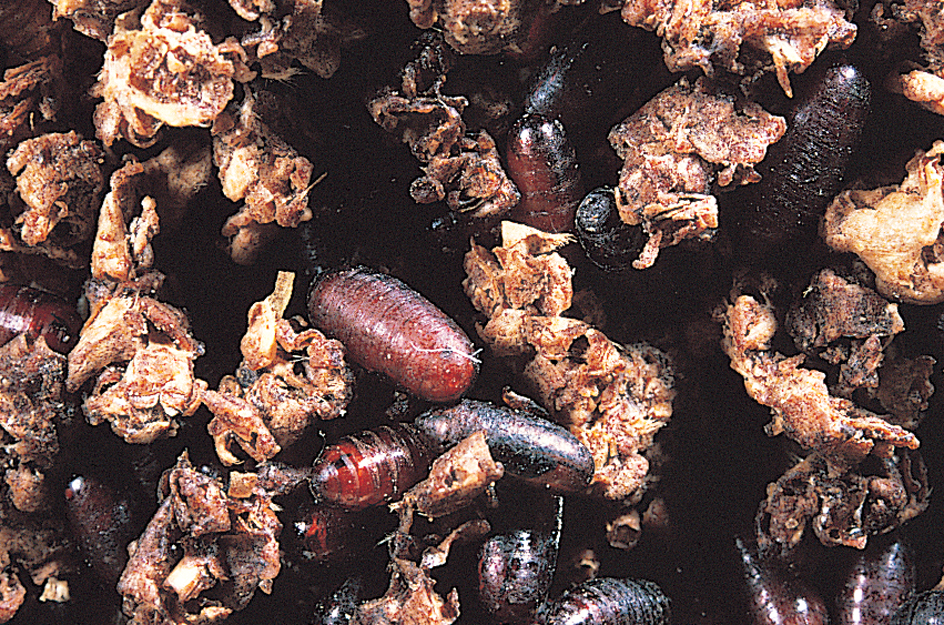 Pupae of a house fly