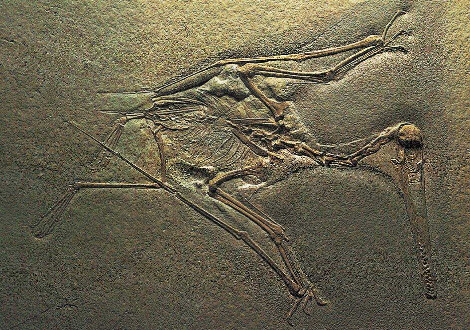 Fossil Pterodactylus