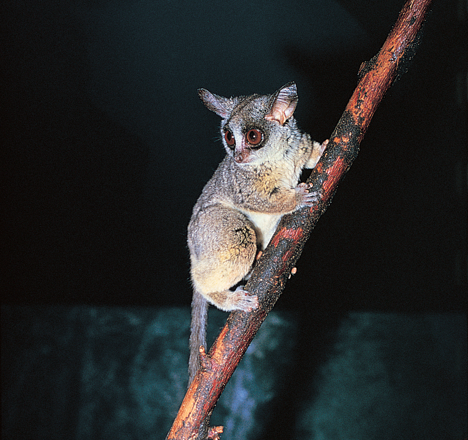 Galago